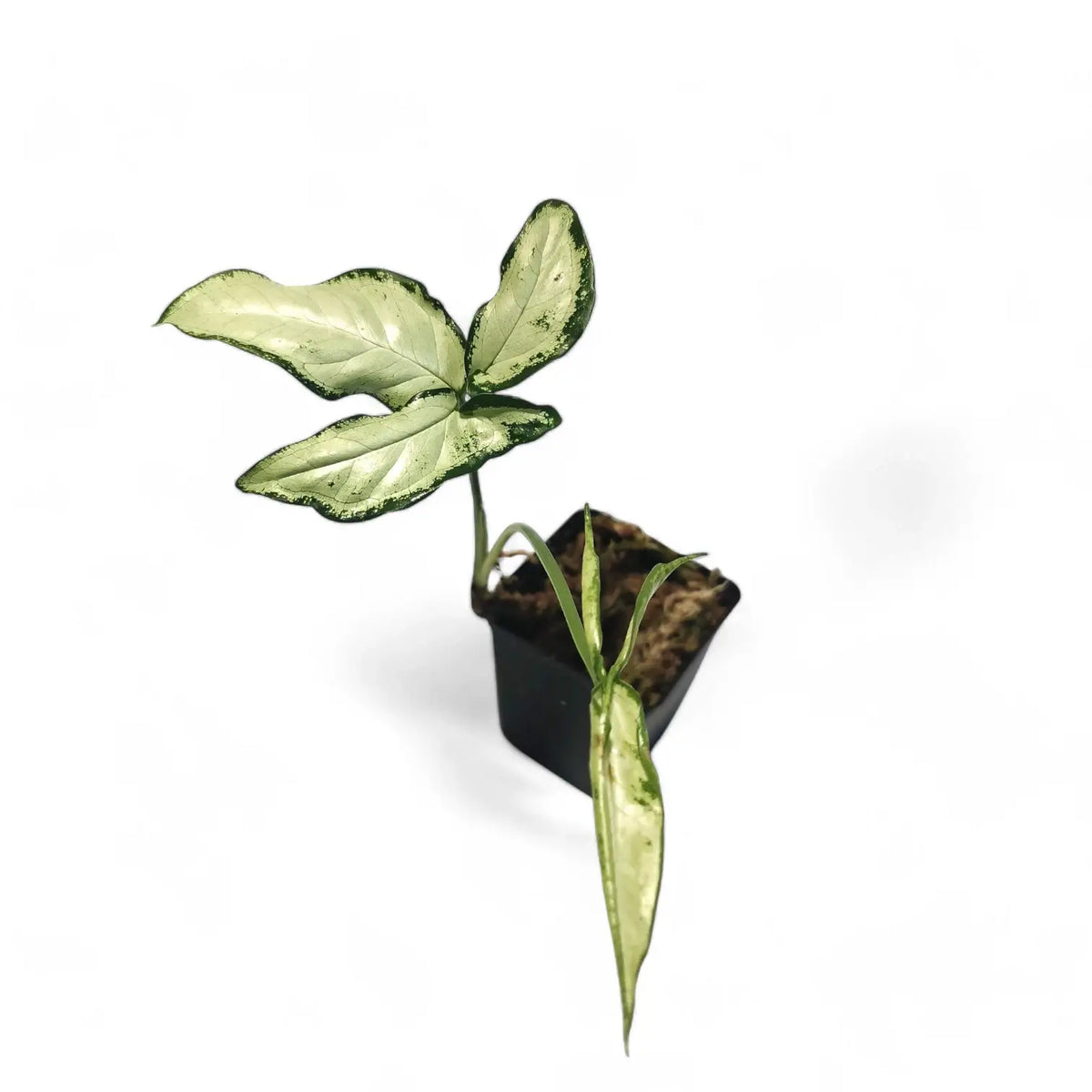 Syngonium angustatum 'Little star' Zimmerpflanze im Anzuchttopf vor weißem Hintergrund, Produktfoto 2.
