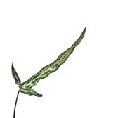 Syngonium angustatum 'Ribbon' – Blattdetail vor weißem Hintergrund..