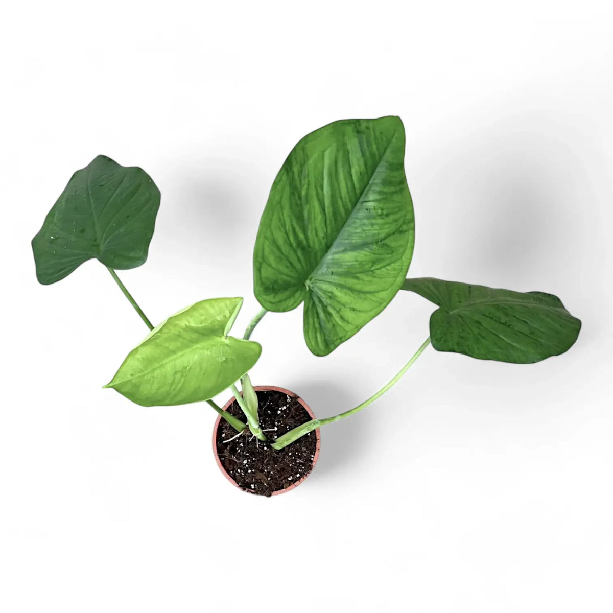 Syngonium chiapense Zimmerpflanze im Anzuchttopf vor weißem Hintergrund, Produktfoto 3.