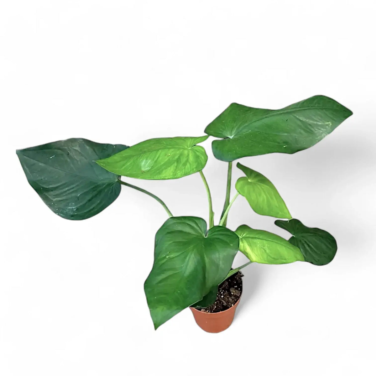 Syngonium chiapense Zimmerpflanze im Anzuchttopf vor weißem Hintergrund, Produktfoto 5.