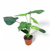 Syngonium chiapense Zimmerpflanze im Anzuchttopf vor weißem Hintergrund, Produktfoto 6.