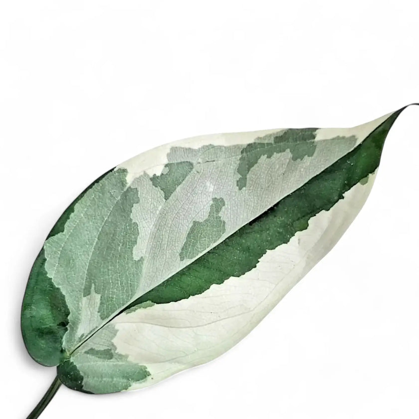 Syngonium chiapense variegata – Blattdetail vor weißem Hintergrund..