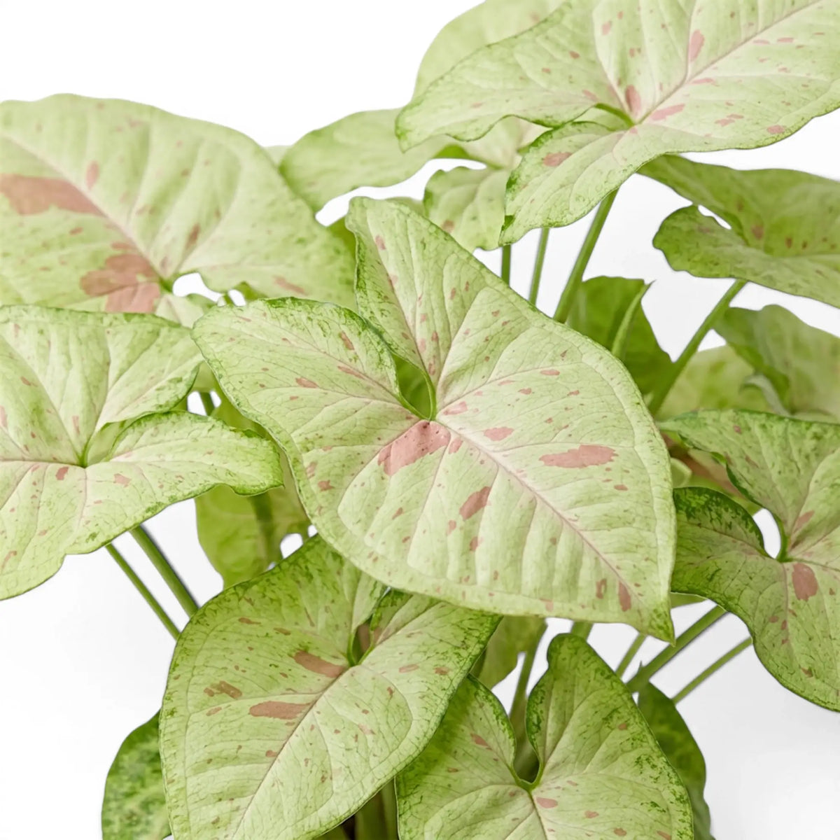 Syngonium Confetti foliage close-up with pink-speckled green leaves.