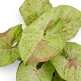 Syngonium Confetti foliage close-up with pink-speckled green leaves.
