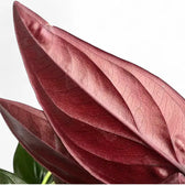 Nahaufnahme eines Blatts von Syngonium erythrophyllum 'Red Arrow' vor weißem Hintergrund.