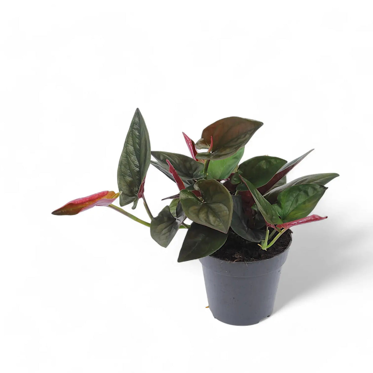 Syngonium erythrophyllum 'Red Arrow' – Zimmerpflanze im Kulturtopf auf weißem Hintergrund, Produktfoto 2.