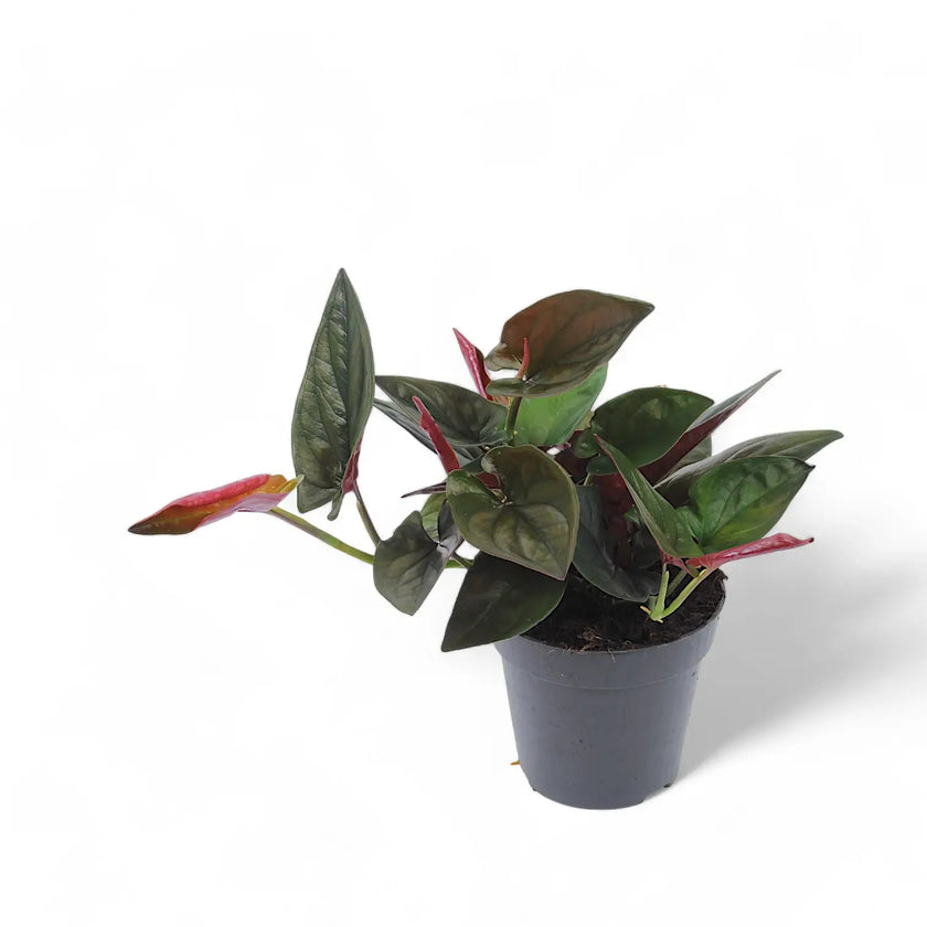 Syngonium erythrophyllum 'Red Arrow' – Zimmerpflanze im Kulturtopf auf weißem Hintergrund, Produktfoto 2.