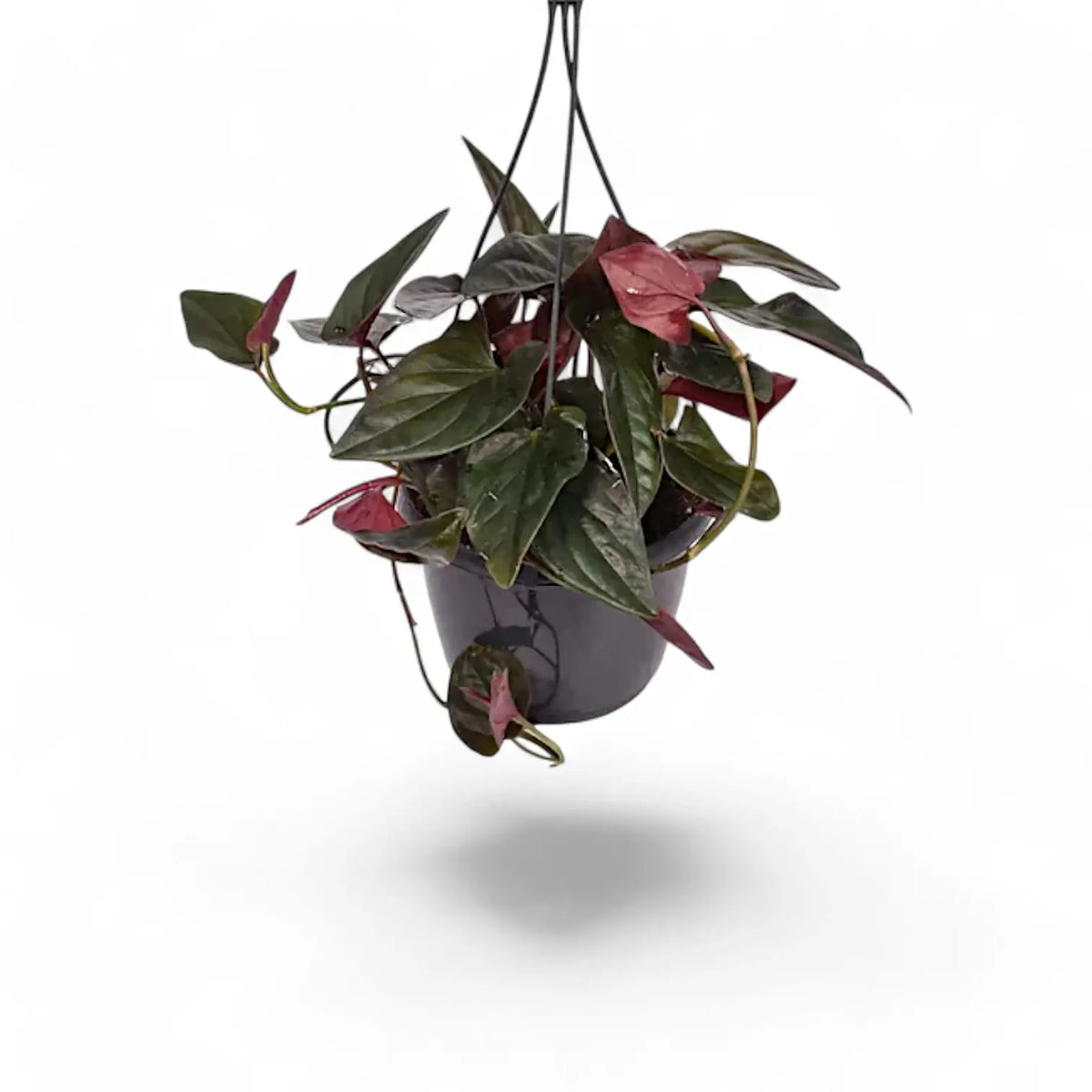 Syngonium erythrophyllum 'Red Arrow' – Zimmerpflanze im Kulturtopf auf weißem Hintergrund, Produktfoto 3.