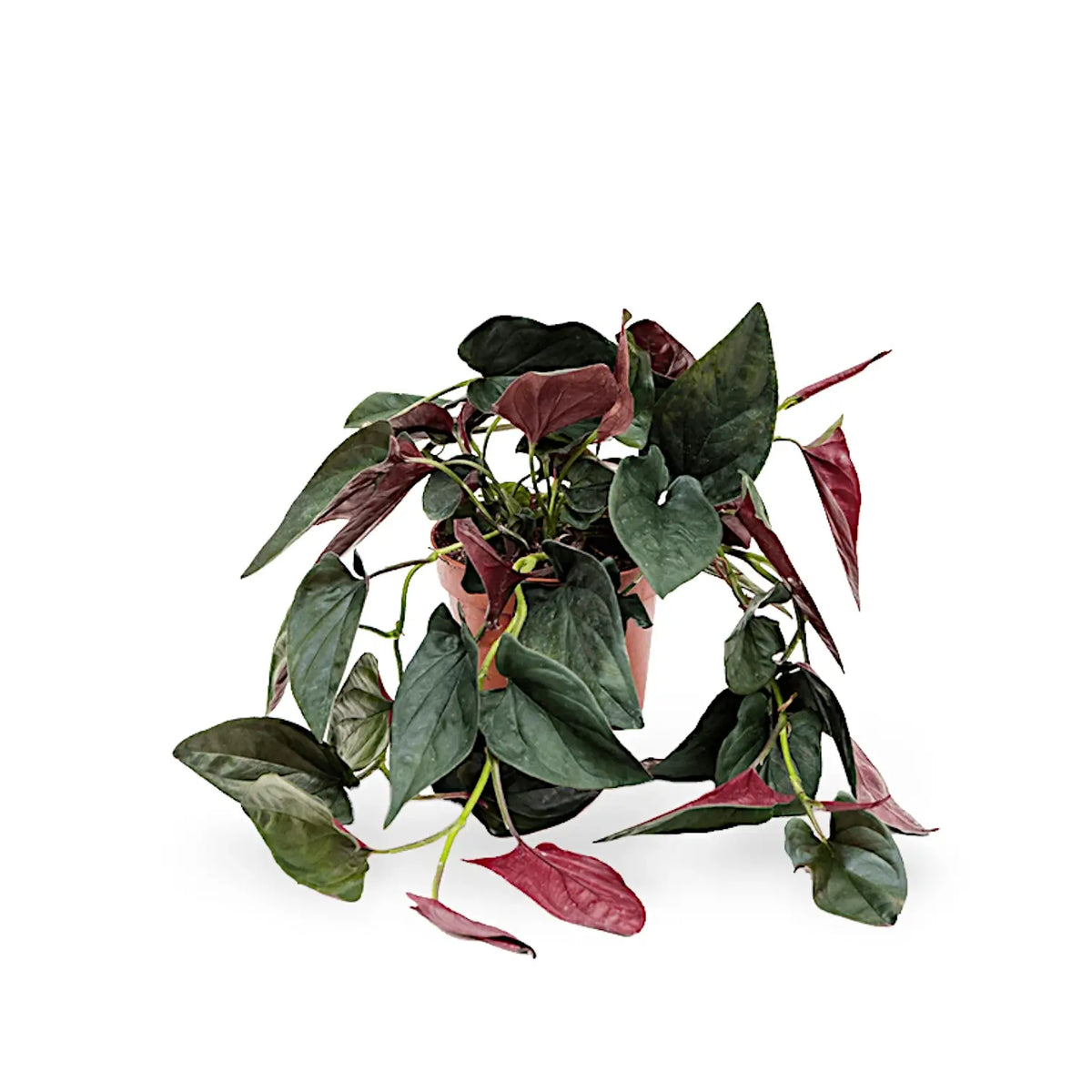 Syngonium erythrophyllum 'Red Arrow' – Zimmerpflanze im Kulturtopf auf weißem Hintergrund, Produktfoto 4.