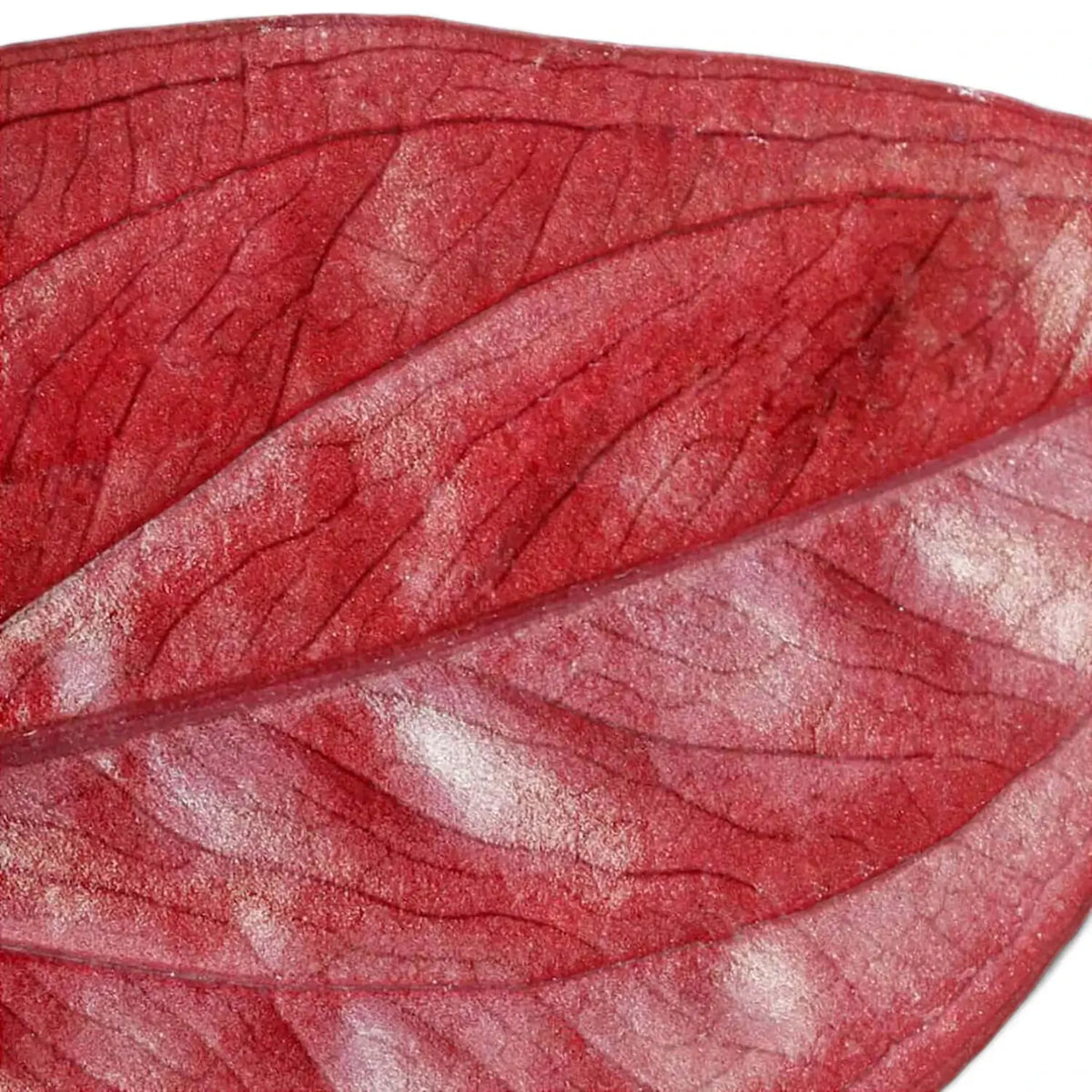 Syngonium erythrophyllum 'Red Arrow' – Zimmerpflanze im Kulturtopf auf weißem Hintergrund, Produktfoto 5.