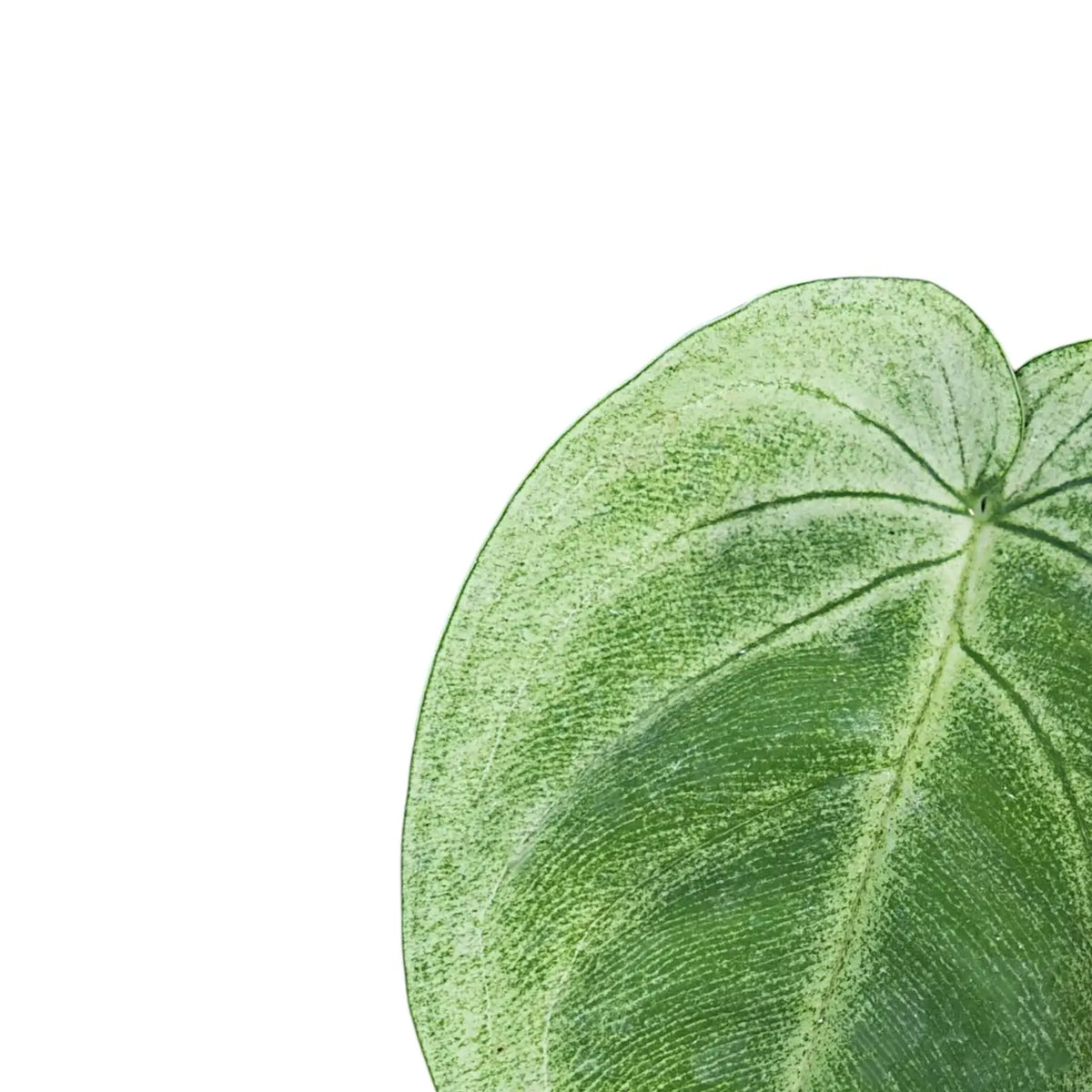 Syngonium macrophyllum 'Ice Frost' ('Frosted Heart') leaf detail on white background.