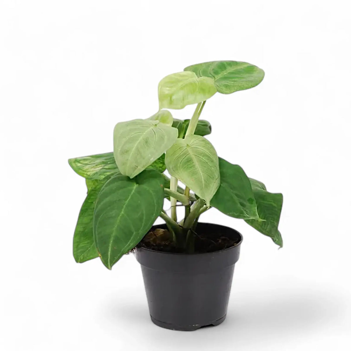Syngonium macrophyllum 'Ice Frost' ('Frosted Heart') potted plant in nursery pot on white background.