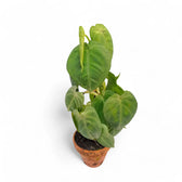 Syngonium macrophyllum 'Ice Frost' ('Frosted Heart') potted plant in nursery pot on white background.