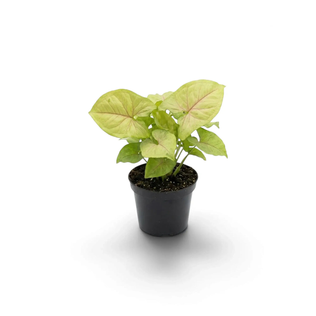 Kleines Syngonium 'Mango Allusion' mit breiten hellgrünen Blättern und rosafarbenen Blattadern im Kulturtopf.