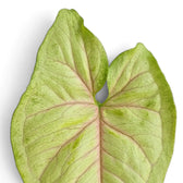 Einzelnes pfeilförmiges Blatt von Syngonium 'Mango Allusion' mit rosafarbenen, verzweigten Blattadern und grün marmoriertem Rand.