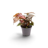 Jungpflanze von Syngonium podophyllum 'Maria Allusion' im Kulturtopf
