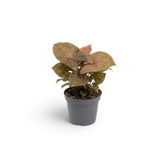 Jungpflanze von Syngonium podophyllum 'Maria Allusion' im Kulturtopf