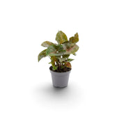Jungpflanze von Syngonium podophyllum 'Maria Allusion' im Kulturtopf