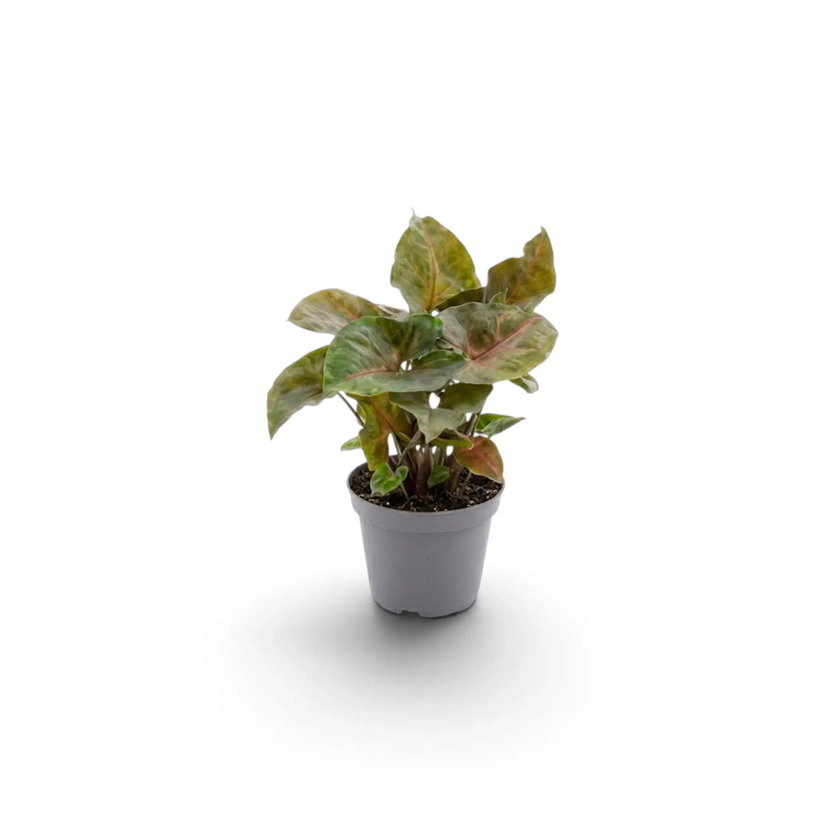 Jungpflanze von Syngonium podophyllum 'Maria Allusion' im Kulturtopf