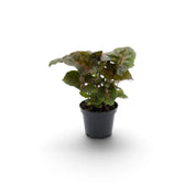 Jungpflanze von Syngonium podophyllum 'Maria Allusion' im Kulturtopf