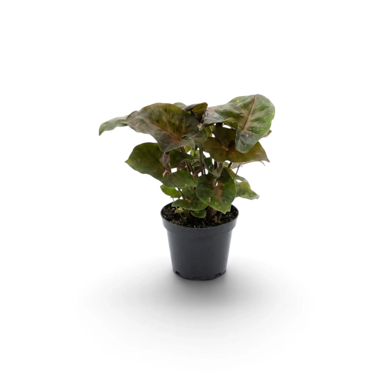 Jungpflanze von Syngonium podophyllum 'Maria Allusion' im Kulturtopf