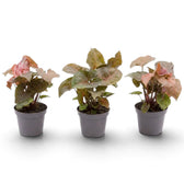 Jungpflanze von Syngonium podophyllum 'Maria Allusion' im Kulturtopf
