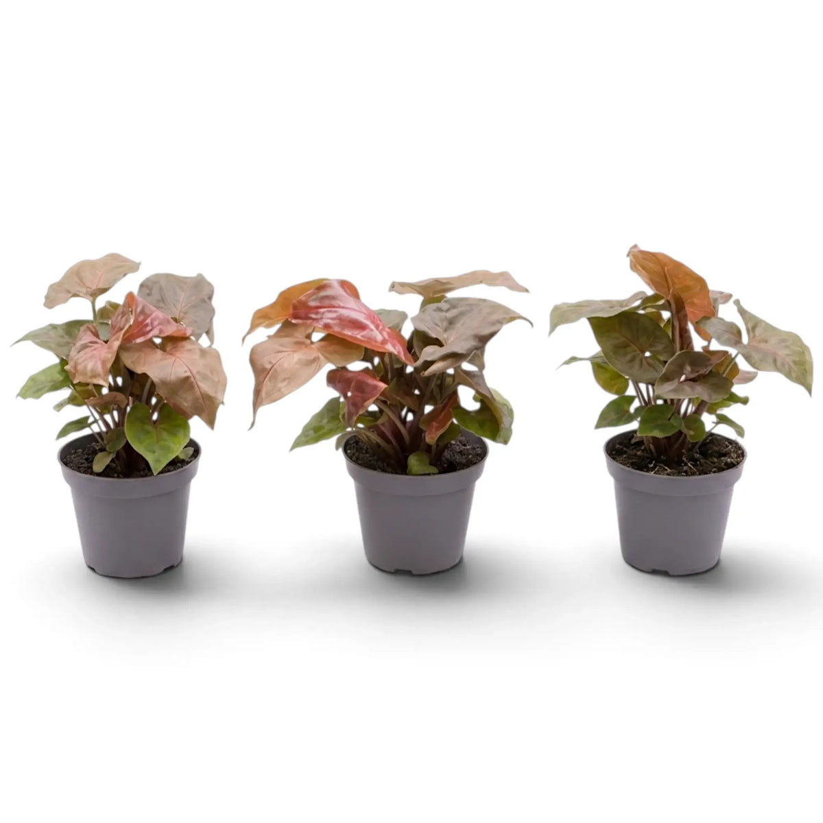 Jungpflanze von Syngonium podophyllum 'Maria Allusion' im Kulturtopf