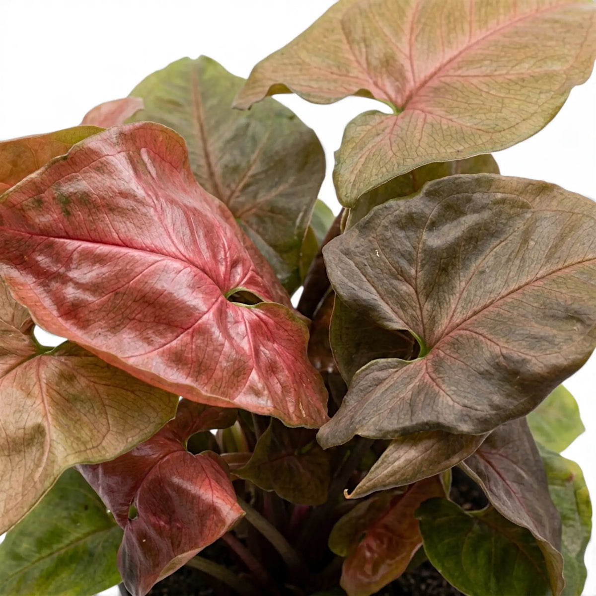 Nahaufnahme der Blätter von Syngonium podophyllum 'Maria Allusion'