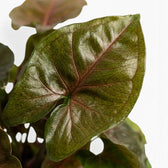Nahaufnahme der Blätter von Syngonium podophyllum 'Maria Allusion'