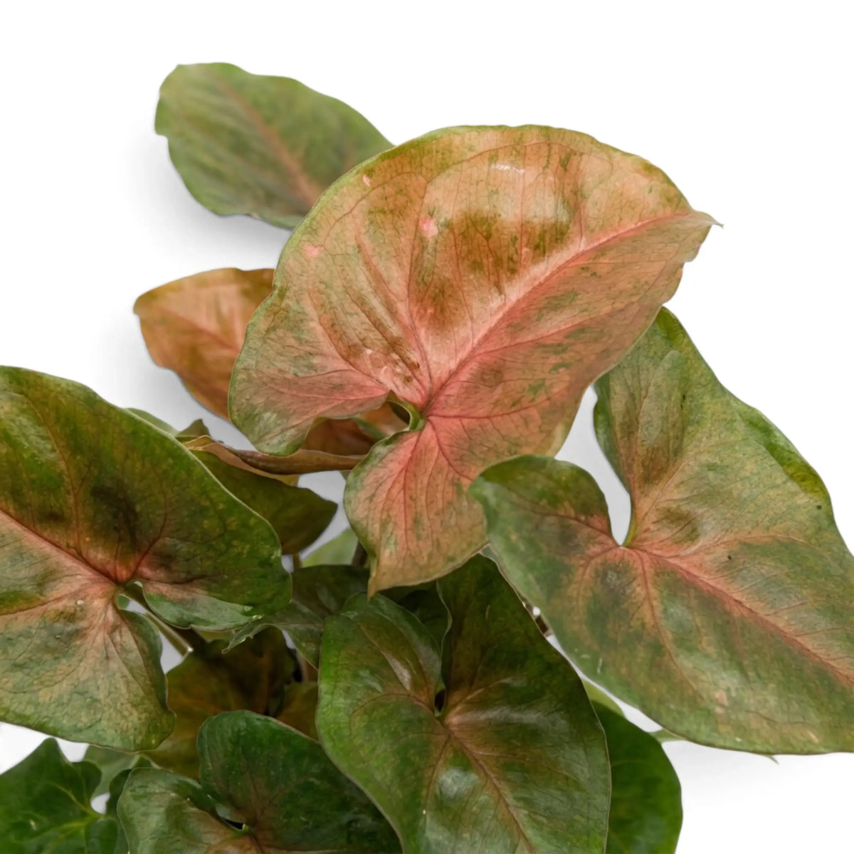 Nahaufnahme der Blätter von Syngonium podophyllum 'Maria Allusion'