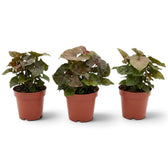 Syngonium podophyllum 'Maria Allusion' im Kulturtopf
