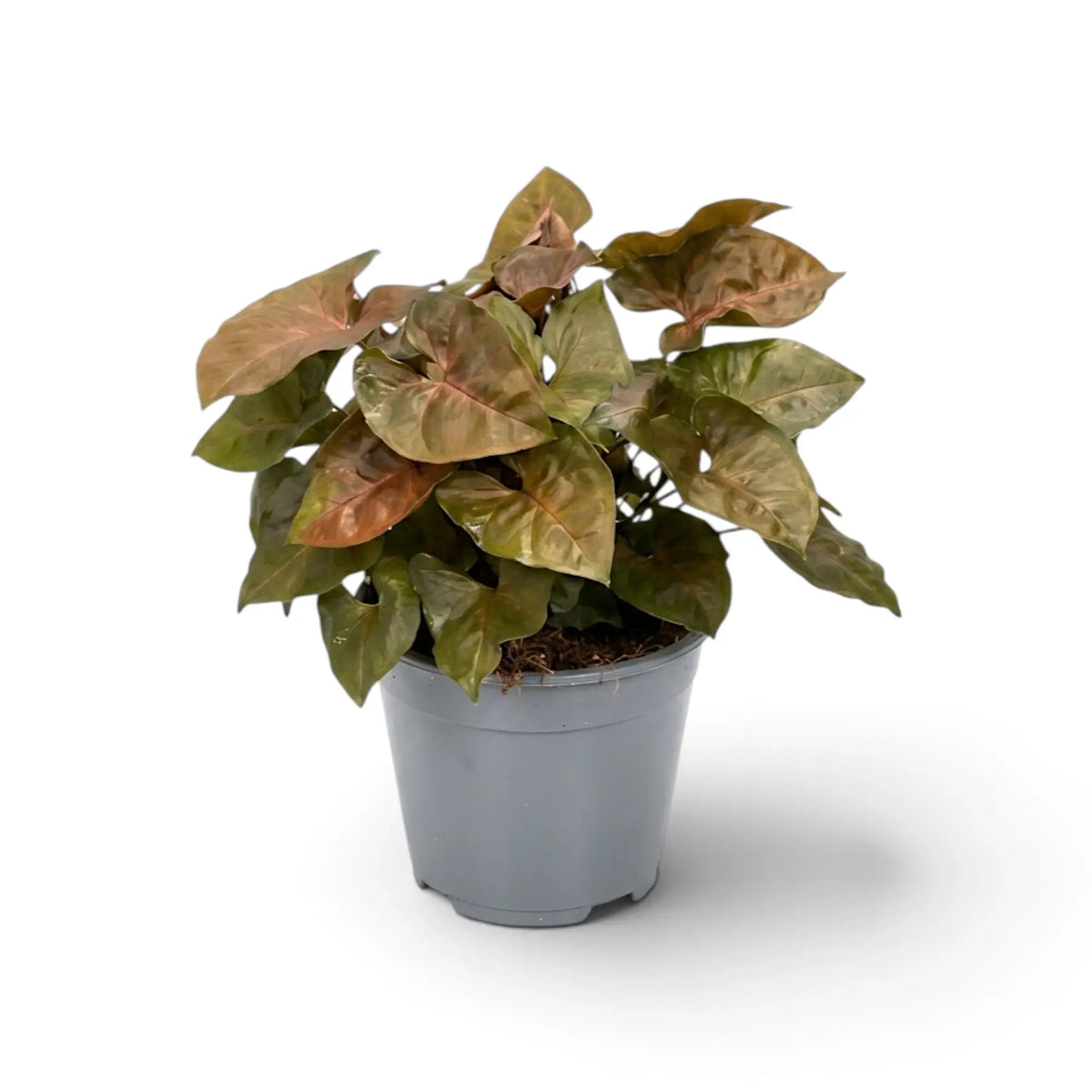 Syngonium podophyllum 'Maria Allusion' im Kulturtopf