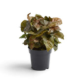 Syngonium podophyllum 'Maria Allusion' im Kulturtopf