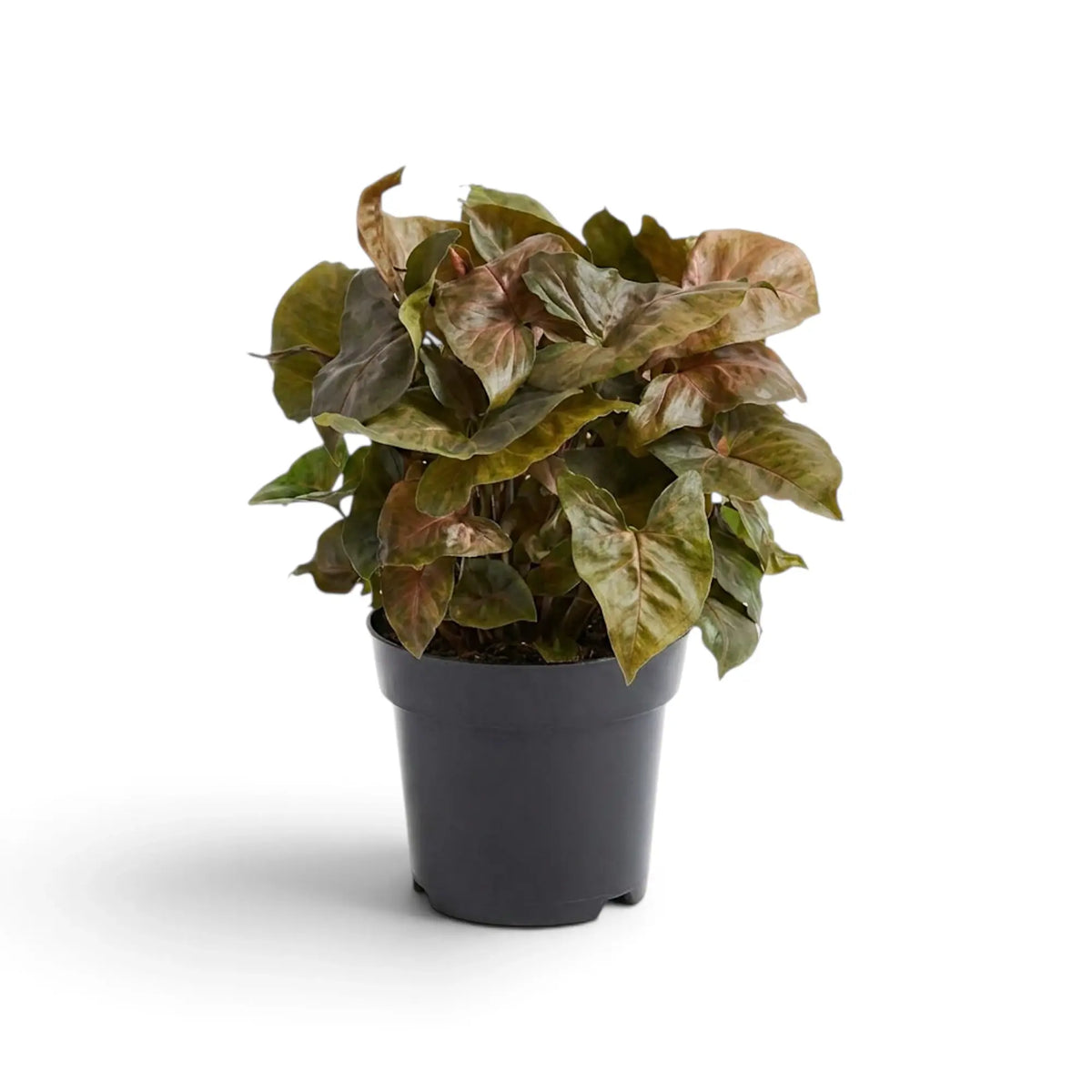 Syngonium podophyllum 'Maria Allusion' im Kulturtopf