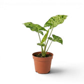 Jungpflanze von Syngonium Mottled mit grün-weiß panaschierten Blättern vor weißem Hintergrund