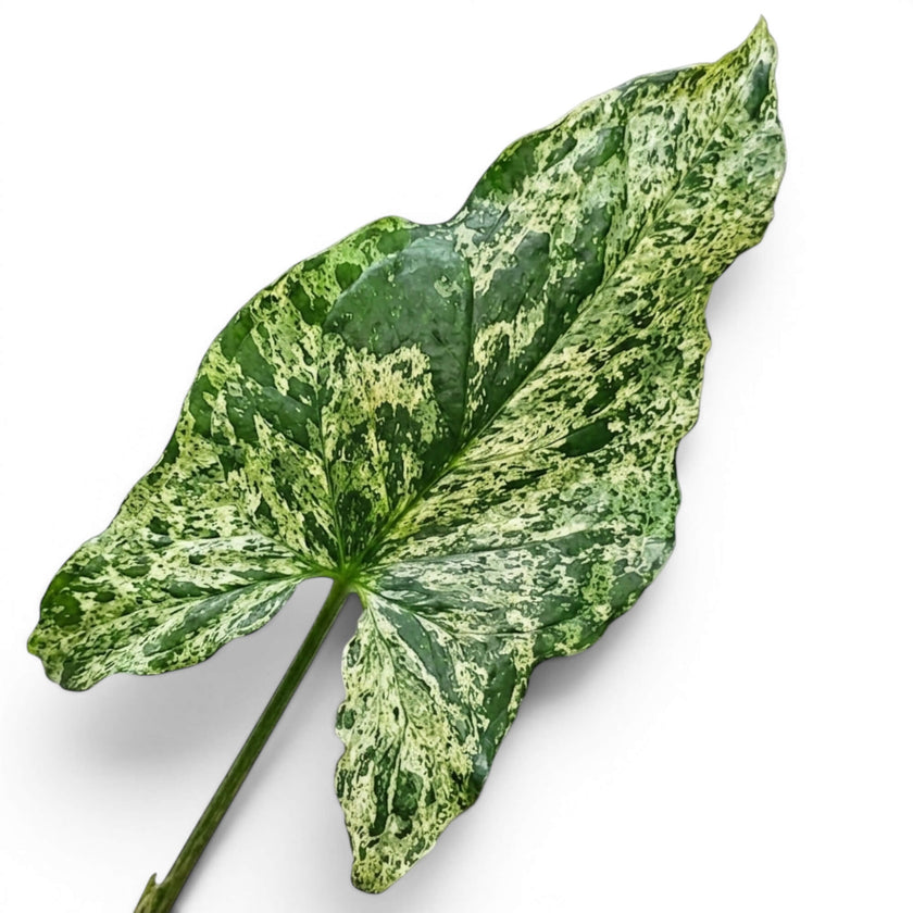 Close-up of a marbled variegated leaf  of Syngonium Mottled with a white background