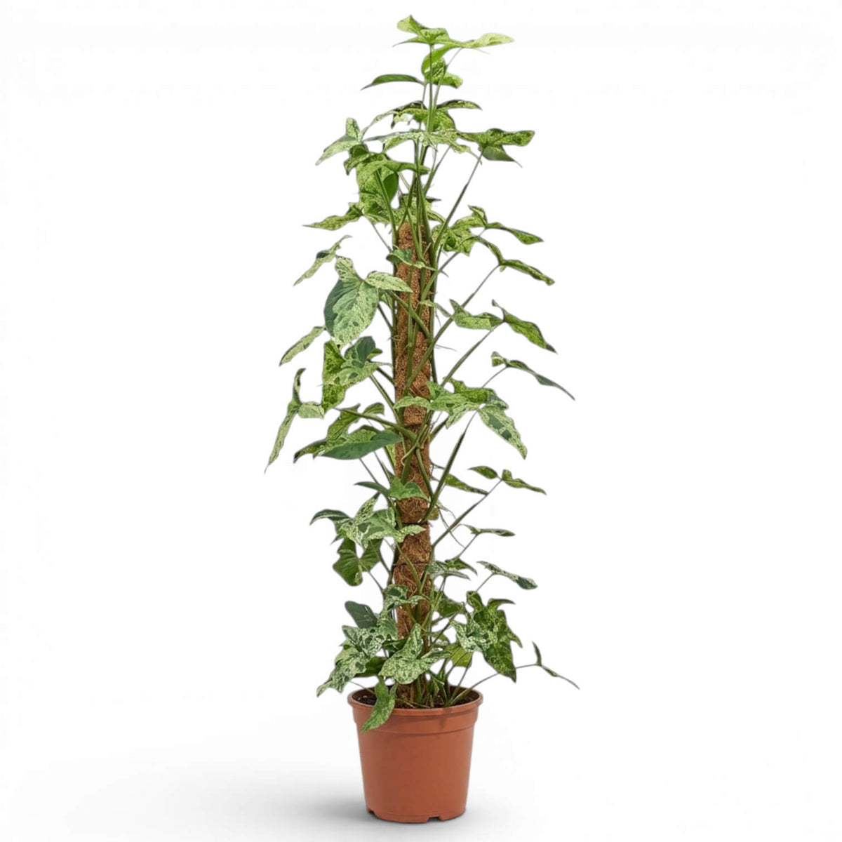 Syngonium Mottled am Moosstab mit grünen und limettengrünen Blättern vor weißem Hintergrund
