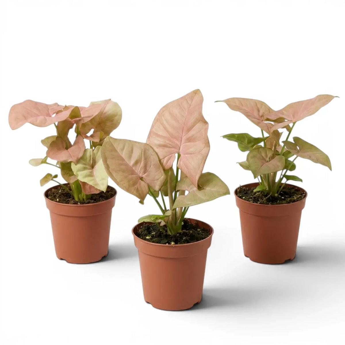 Drei Jungpflanzen von Syngonium Neon mit rosa-grünen Blättern vor weißem Hintergrund