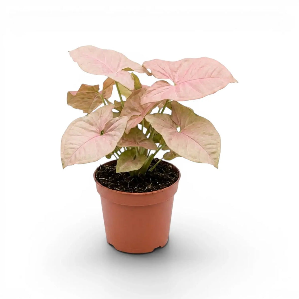 Syngonium Neon mit rosa-grünen Blättern im Topf vor weißem Hintergrund