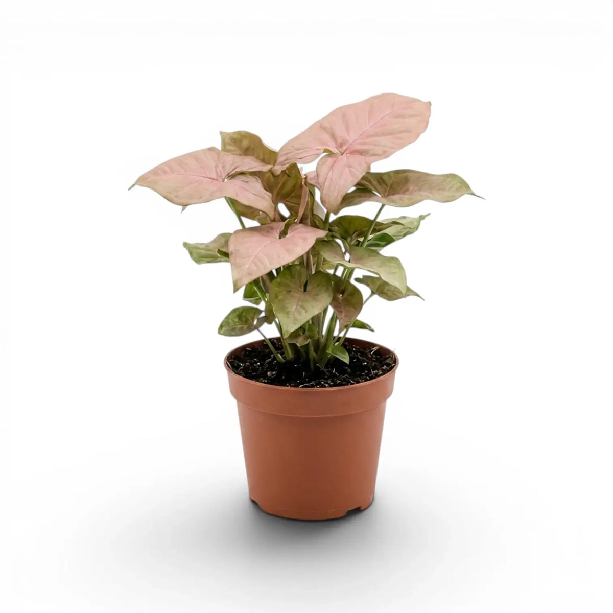 Syngonium Neon mit rosa-grünen Blättern im Topf vor weißem Hintergrund