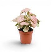 Syngonium Neon mit rosa-grünen Blättern im Topf vor weißem Hintergrund