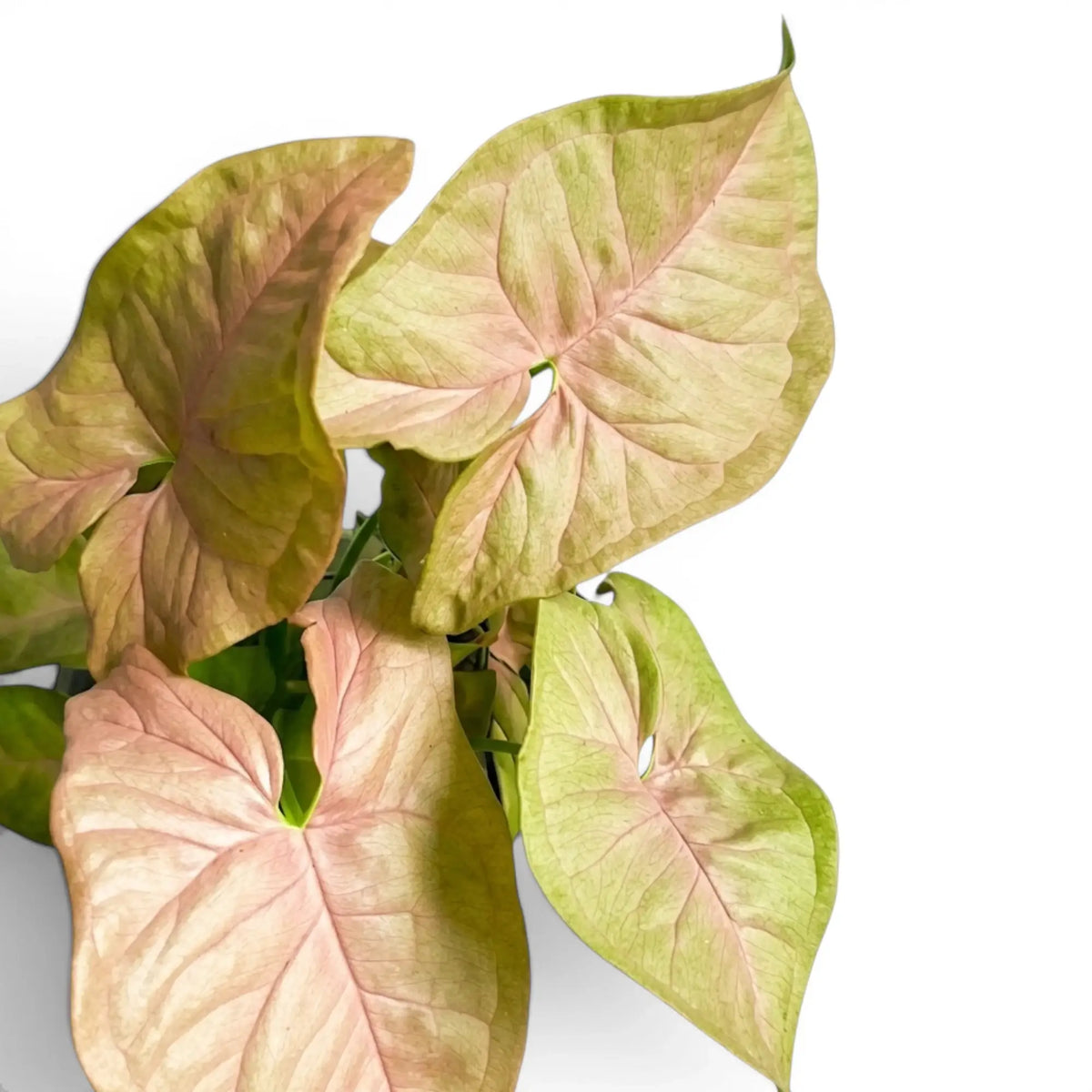 Nahaufnahme der rosa-grünen Blätter von Syngonium Neon vor weißem Hintergrund