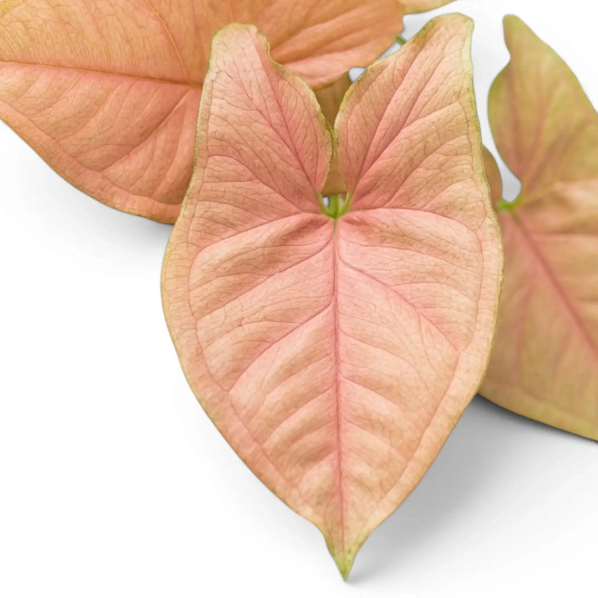Close-up of pink and green foliage of Syngonium Neon plant on a white background