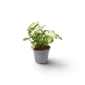Syngonium 'Pixie' im Topf mit breiten cremefarbenen Blattmitten und dunkelgrünen Blatträndern.