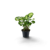 Syngonium 'Pixie' als Jungpflanze im Kulturtopf mit grünen Blättern, hellen cremefarbenen Blattmitten und ausladenden Blattstielen.