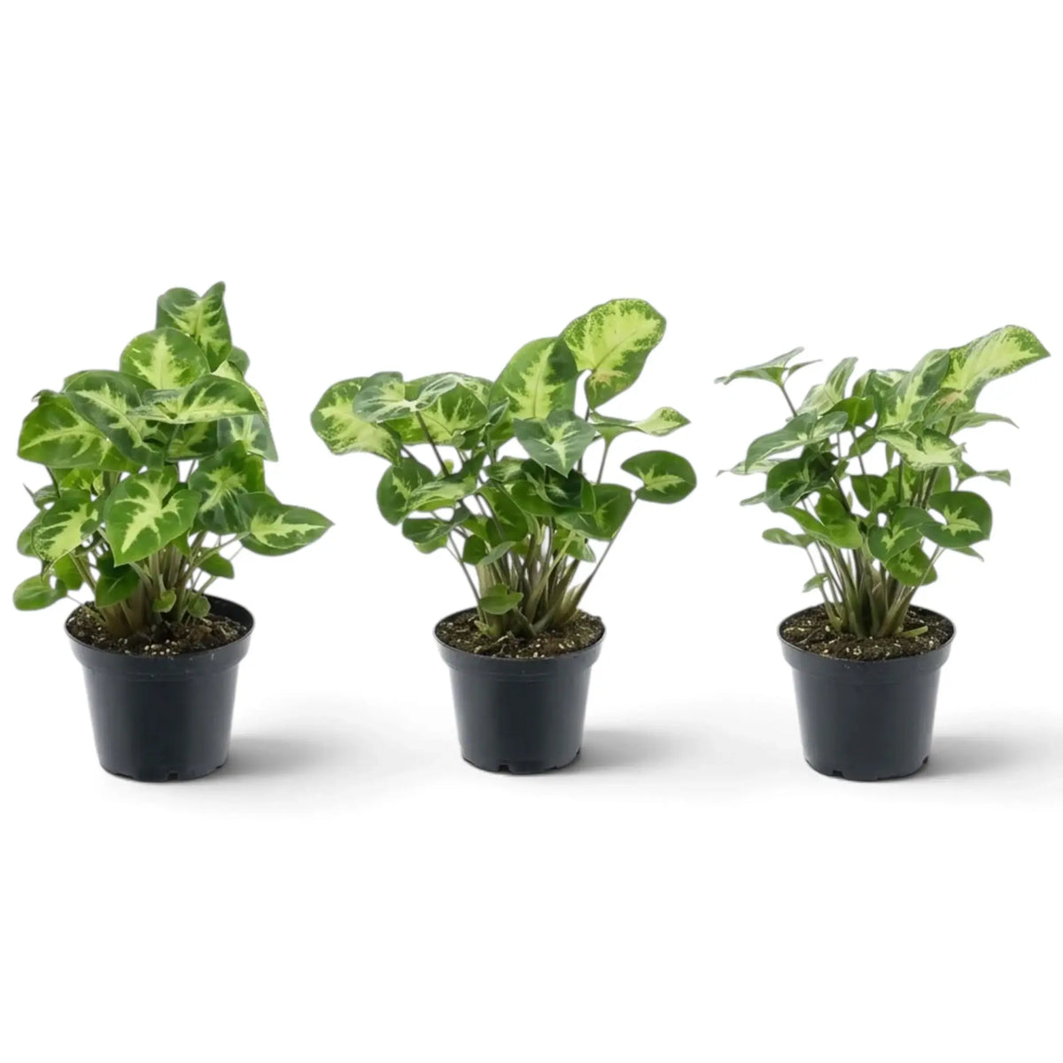 Drei Jungpflanzen von Syngonium 'Pixie' mit grünen Blättern und hellen Blattmitten in einzelnen Kulturtöpfen.
