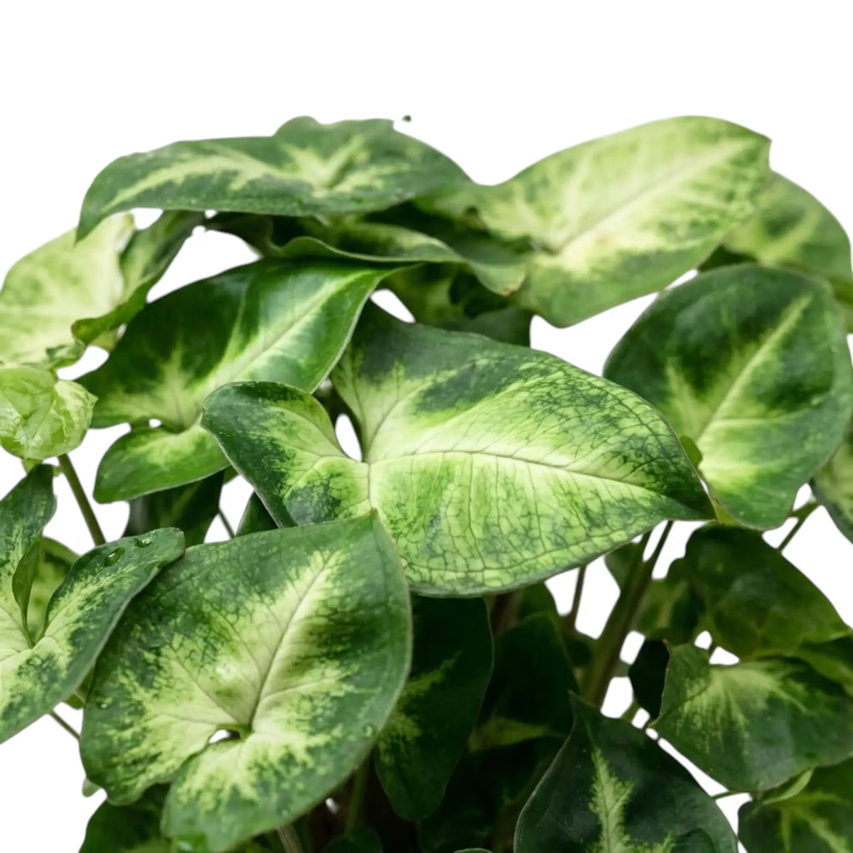 Nahaufnahme der Blätter von Syngonium 'Pixie' mit dunkelgrünen Rändern, hellgrünen Blattmitten und feinen Blattadern.