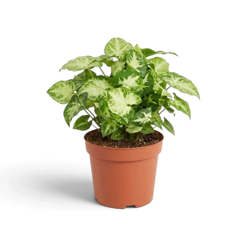 Bushy Syngonium 'Pixie' with dense cream-centred foliage and mottled green leaf edges in a nursery pot.