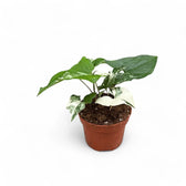 Syngonium podophyllum 'Albo Variegata' potted plant in nursery pot on white background.