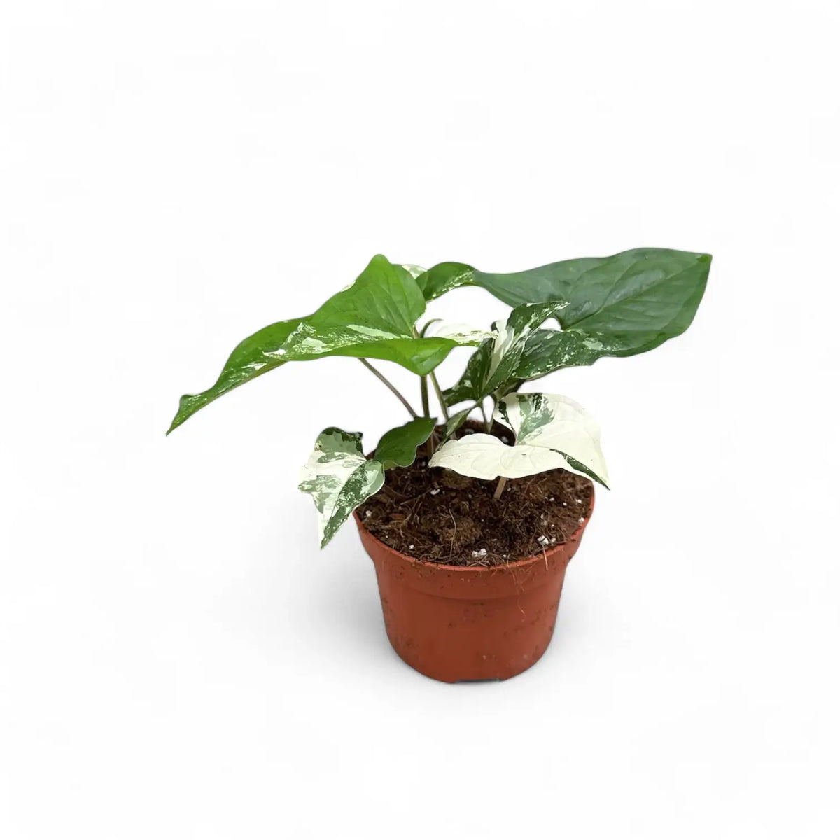 Syngonium podophyllum 'Albo Variegata' potted plant in nursery pot on white background.